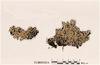 藏品(花皮雙歧根梅衣)的圖片